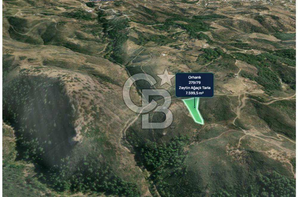 İZMİR SEFERİHİSAR ORHANLI’DA 7.599,50 m² ZEYTİN AĞAÇLI SATILIK TARLA 