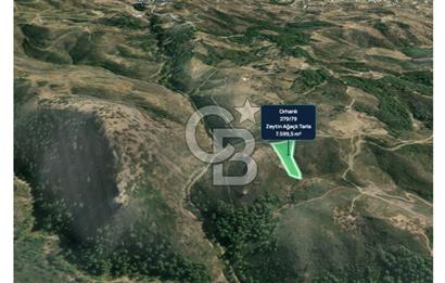İZMİR SEFERİHİSAR ORHANLI’DA 7.599,50 m² ZEYTİN AĞAÇLI SATILIK TARLA 