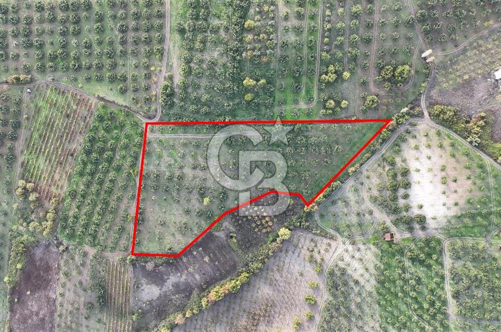 Osmangazi Avdancık'ta Yola Yakın 11.655 m² Satılık Tarla