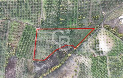Osmangazi Avdancık'ta Yola Yakın 11.655 m² Satılık Tarla