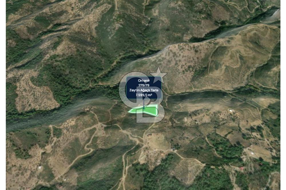 İZMİR SEFERİHİSAR ORHANLI’DA 7.599,50 m² ZEYTİN AĞAÇLI SATILIK TARLA 