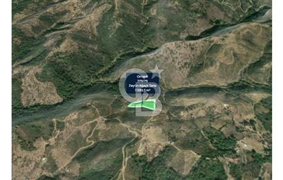 İZMİR SEFERİHİSAR ORHANLI’DA 7.599,50 m² ZEYTİN AĞAÇLI SATILIK TARLA 
