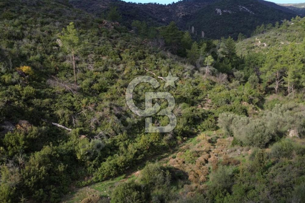 İZMİR SEFERİHİSAR ORHANLI’DA 7.599,50 m² ZEYTİN AĞAÇLI SATILIK TARLA 