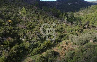 İZMİR SEFERİHİSAR ORHANLI’DA 7.599,50 m² ZEYTİN AĞAÇLI SATILIK TARLA 