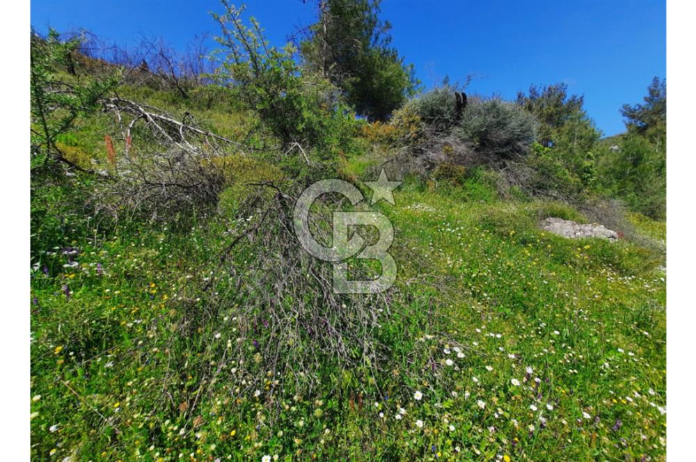 İZMİR SEFERİHİSAR ORHANLI’DA 7.599,50 m² ZEYTİN AĞAÇLI SATILIK TARLA 