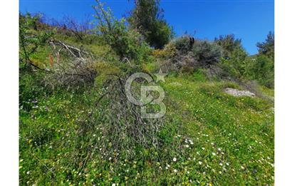 İZMİR SEFERİHİSAR ORHANLI’DA 7.599,50 m² ZEYTİN AĞAÇLI SATILIK TARLA 