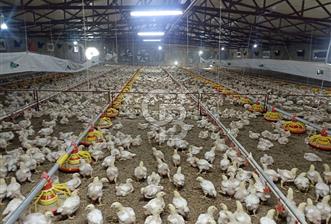 COLDWELL BANKER SAFİR'den AKÇADAĞ da KURULU DÜZEN TAVUK ÇİFTLİĞİ - 2 - 378505