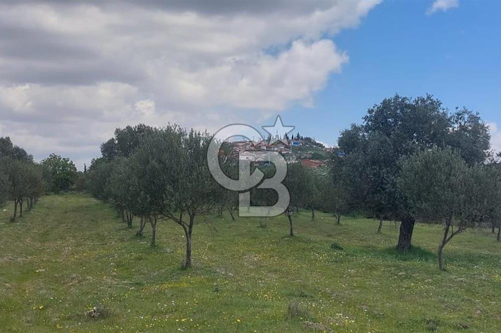 İZMİR KINIK ÇİFTLİKKÖYDE ZEYTİNLİK