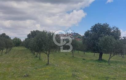 İZMİR KINIK ÇİFTLİKKÖYDE ZEYTİNLİK