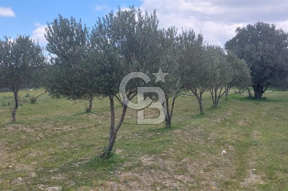 İZMİR KINIK ÇİFTLİKKÖYDE ZEYTİNLİK