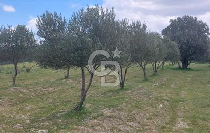 İZMİR KINIK ÇİFTLİKKÖYDE ZEYTİNLİK