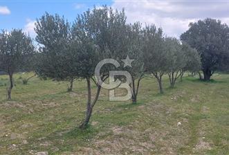 İZMİR KINIK ÇİFTLİKKÖYDE ZEYTİNLİK - 3 - 378621
