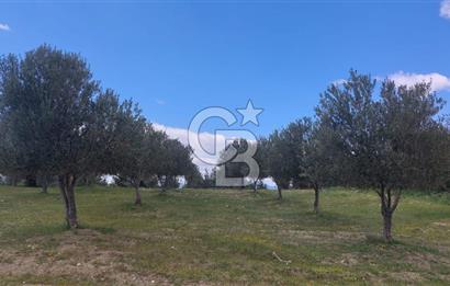 İZMİR KINIK ÇİFTLİKKÖYDE ZEYTİNLİK