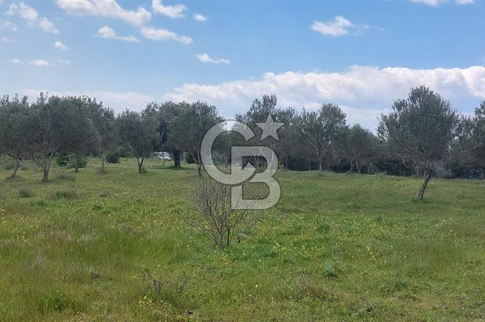 İZMİR KINIK ÇİFTLİKKÖYDE ZEYTİNLİK