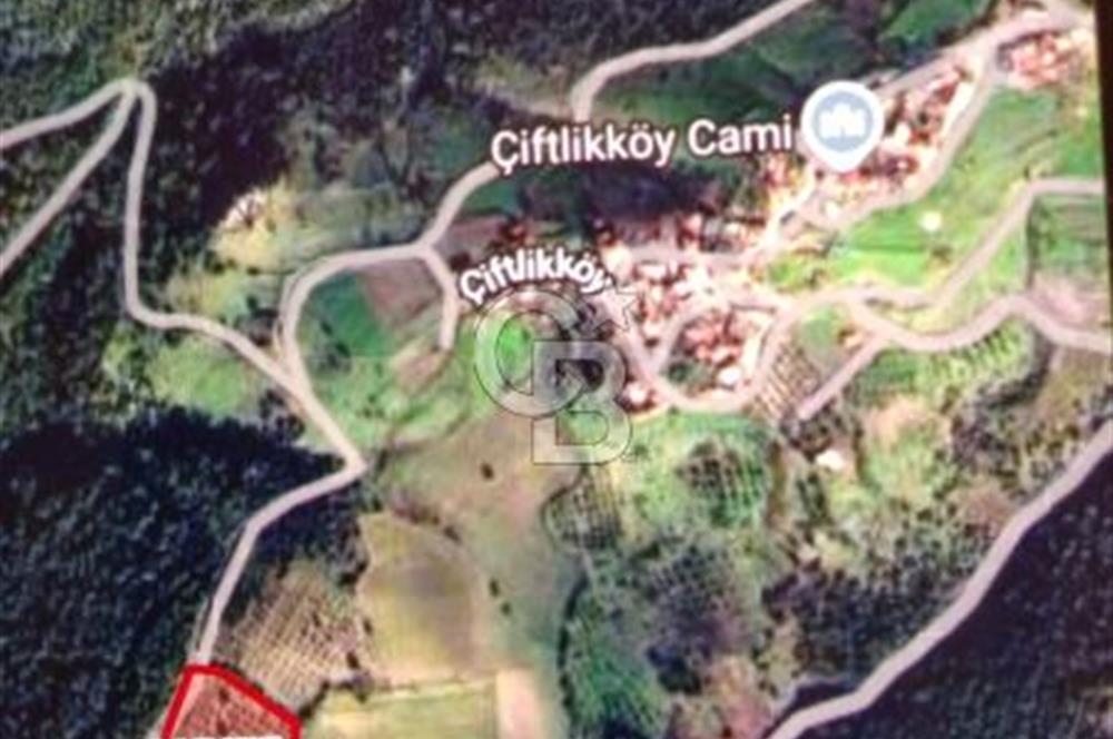 İZMİR KINIK ÇİFTLİKKÖYDE ZEYTİNLİK