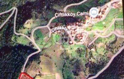 İZMİR KINIK ÇİFTLİKKÖYDE ZEYTİNLİK