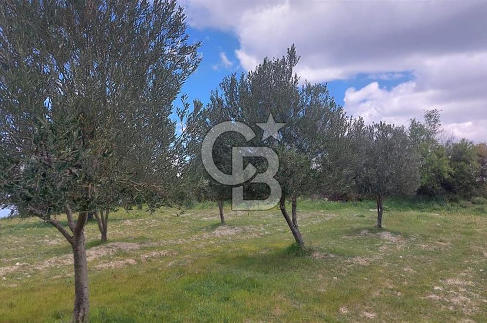 İZMİR KINIK ÇİFTLİKKÖYDE ZEYTİNLİK