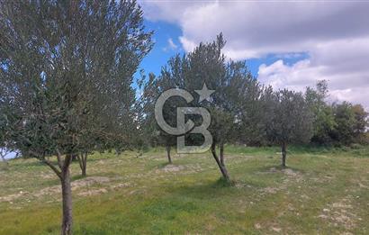 İZMİR KINIK ÇİFTLİKKÖYDE ZEYTİNLİK