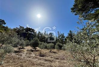 Muğla Menteşe Yeniköy'de Satılık 6.826,96 m² Zeytinlik İçeren Tarla | Asarcık Mevkii - 5 - 378675