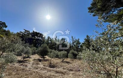 Muğla Menteşe Yeniköy'de Satılık 6.826,96 m² Zeytinlik İçeren Tarla | Asarcık Mevkii