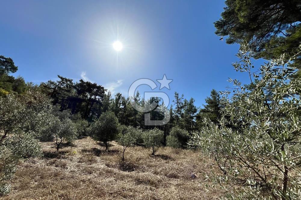 Muğla Menteşe Yeniköy'de Satılık 6.826,96 m² Zeytinlik İçeren Tarla | Asarcık Mevkii