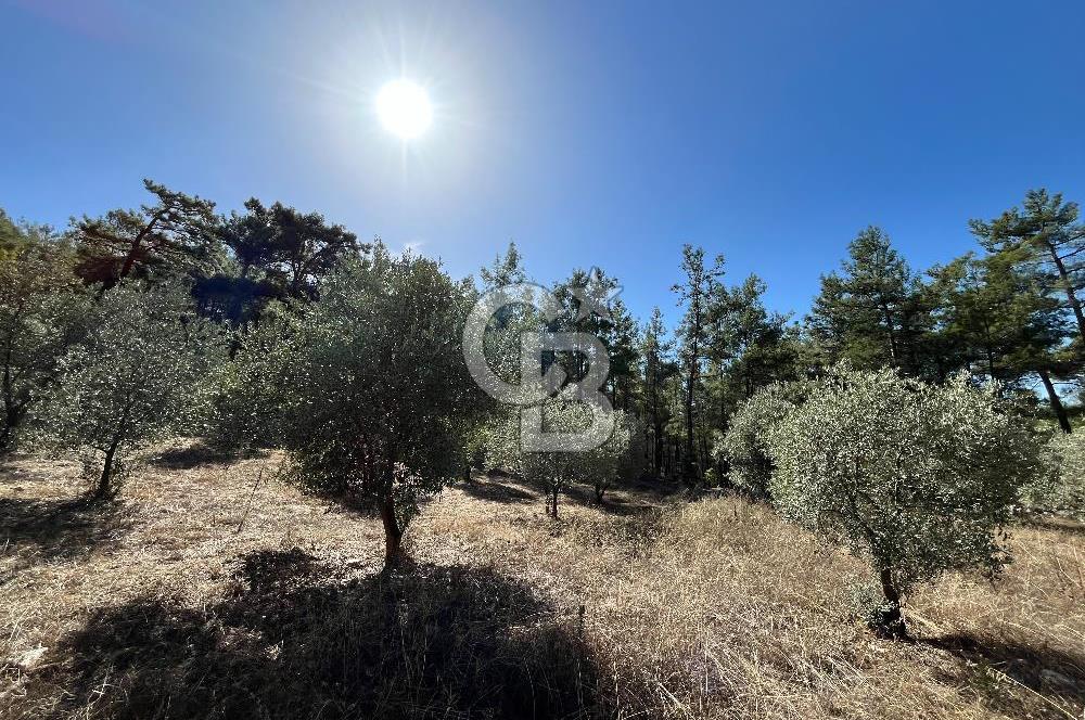 Muğla Menteşe Yeniköy'de Satılık 6.826,96 m² Zeytinlik İçeren Tarla | Asarcık Mevkii