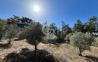 Muğla Menteşe Yeniköy'de Satılık 6.826,96 m² Zeytinlik İçeren Tarla | Asarcık Mevkii