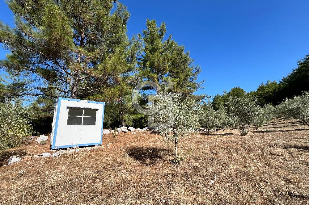 Muğla Menteşe Yeniköy'de Satılık 6.826,96 m² Zeytinlik İçeren Tarla | Asarcık Mevkii