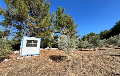 Muğla Menteşe Yeniköy'de Satılık 6.826,96 m² Zeytinlik İçeren Tarla | Asarcık Mevkii