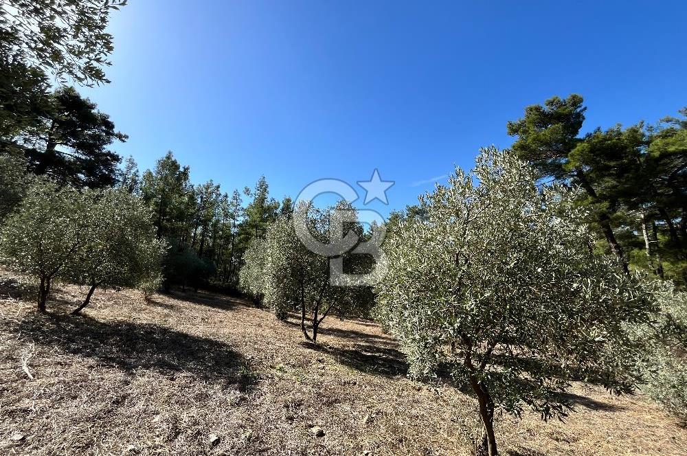 Muğla Menteşe Yeniköy'de Satılık 6.826,96 m² Zeytinlik İçeren Tarla | Asarcık Mevkii