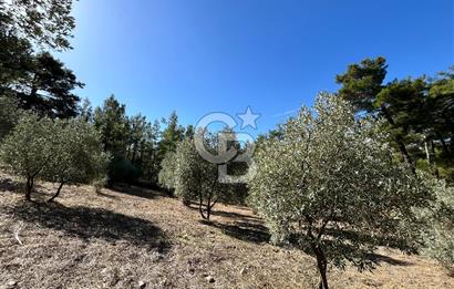 Muğla Menteşe Yeniköy'de Satılık 6.826,96 m² Zeytinlik İçeren Tarla | Asarcık Mevkii