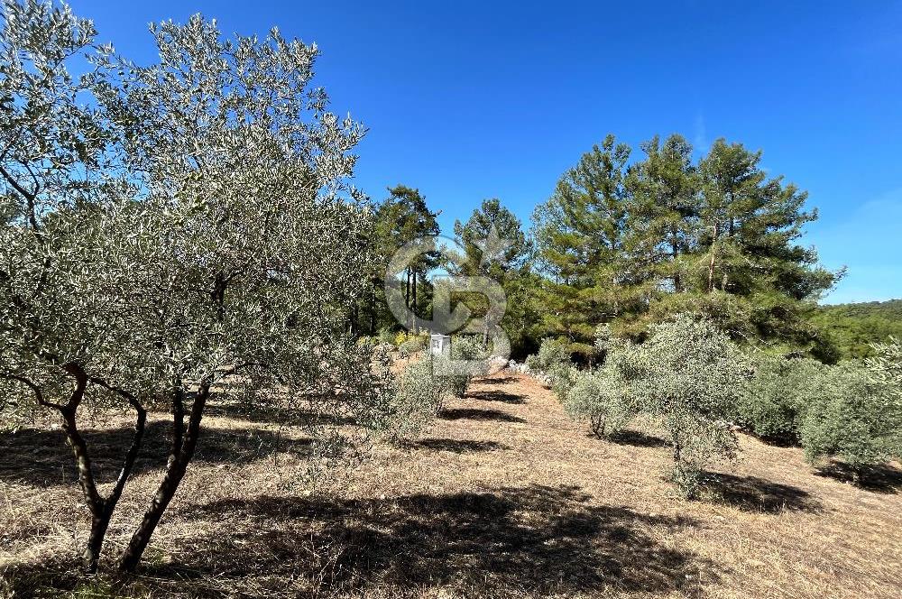 Muğla Menteşe Yeniköy'de Satılık 6.826,96 m² Zeytinlik İçeren Tarla | Asarcık Mevkii