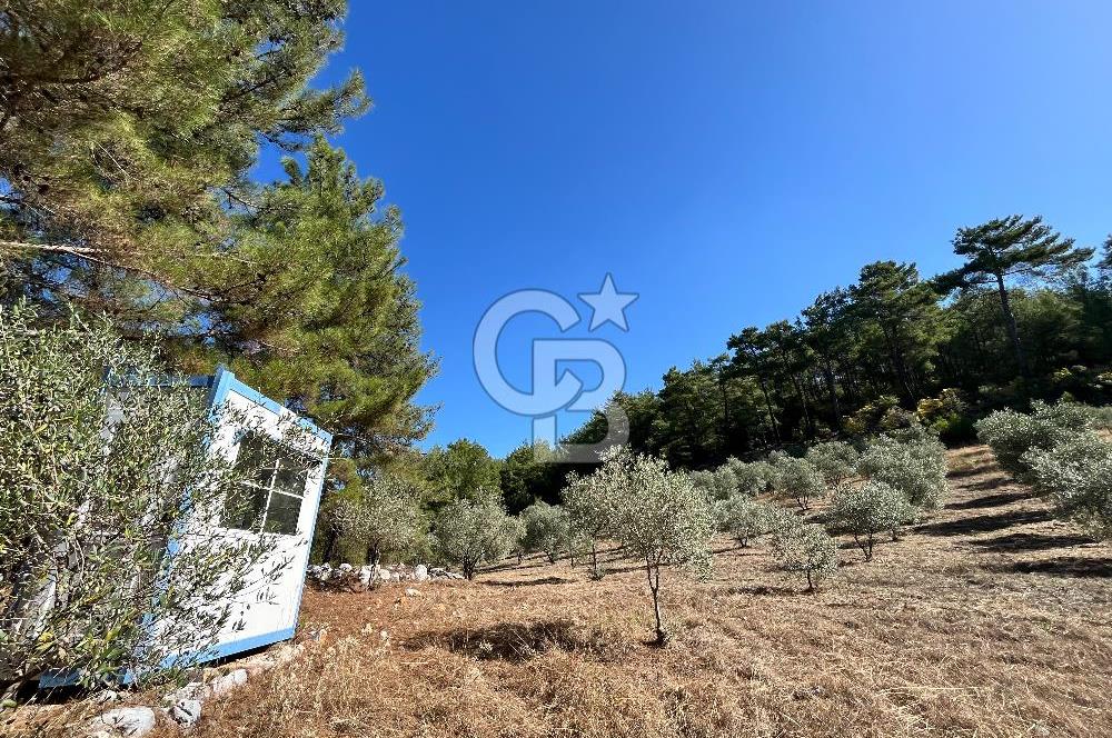 Muğla Menteşe Yeniköy'de Satılık 6.826,96 m² Zeytinlik İçeren Tarla | Asarcık Mevkii