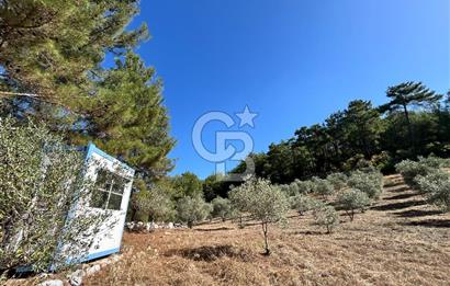Muğla Menteşe Yeniköy'de Satılık 6.826,96 m² Zeytinlik İçeren Tarla | Asarcık Mevkii