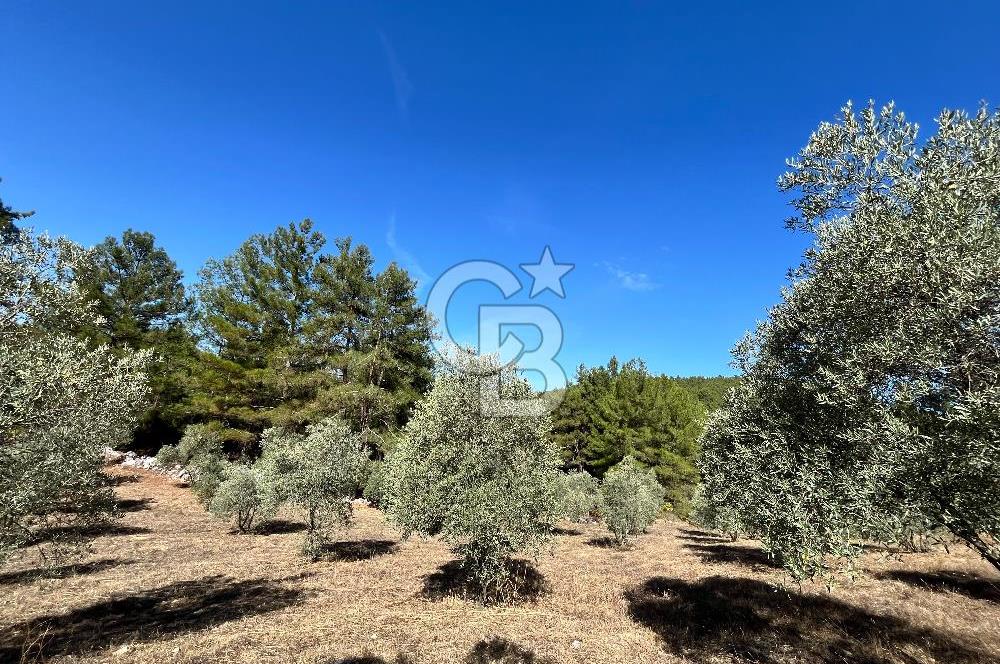 Muğla Menteşe Yeniköy'de Satılık 6.826,96 m² Zeytinlik İçeren Tarla | Asarcık Mevkii
