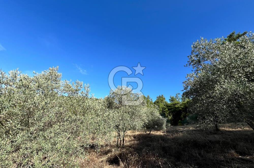 Muğla Menteşe Yeniköy'de Satılık 6.826,96 m² Zeytinlik İçeren Tarla | Asarcık Mevkii