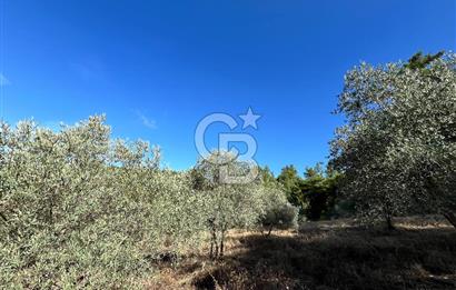 Muğla Menteşe Yeniköy'de Satılık 6.826,96 m² Zeytinlik İçeren Tarla | Asarcık Mevkii