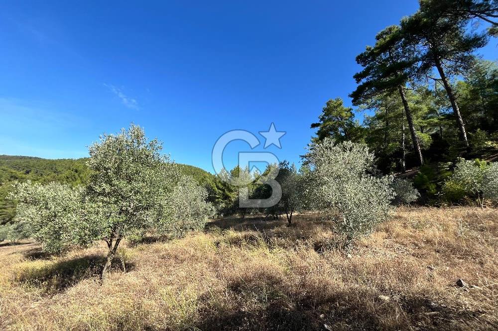 Muğla Menteşe Yeniköy'de Satılık 6.826,96 m² Zeytinlik İçeren Tarla | Asarcık Mevkii