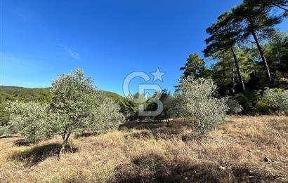 Muğla Menteşe Yeniköy'de Satılık 6.826,96 m² Zeytinlik İçeren Tarla | Asarcık Mevkii