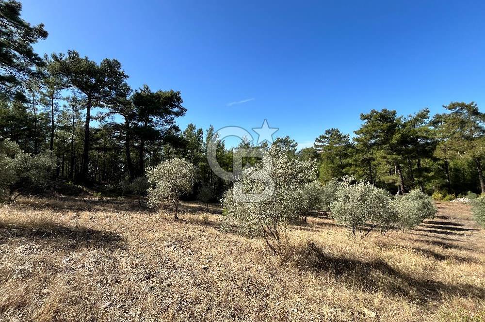 Muğla Menteşe Yeniköy'de Satılık 6.826,96 m² Zeytinlik İçeren Tarla | Asarcık Mevkii