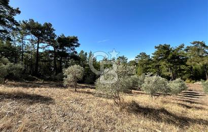 Muğla Menteşe Yeniköy'de Satılık 6.826,96 m² Zeytinlik İçeren Tarla | Asarcık Mevkii