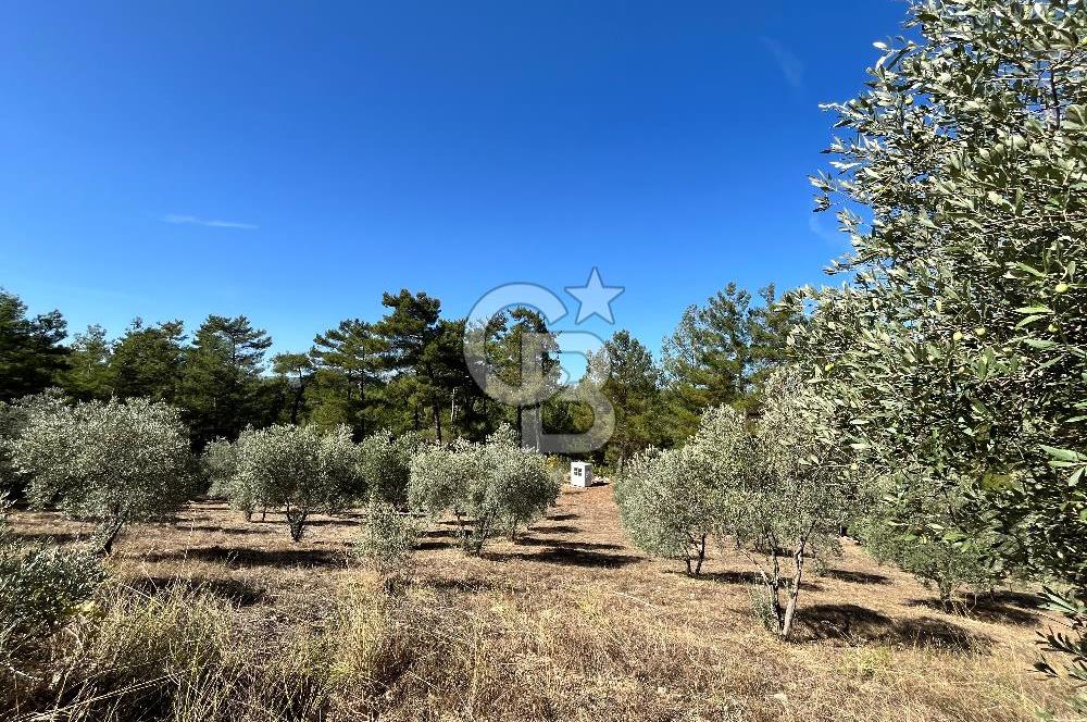 Muğla Menteşe Yeniköy'de Satılık 6.826,96 m² Zeytinlik İçeren Tarla | Asarcık Mevkii