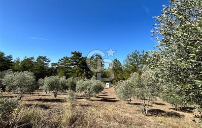 Muğla Menteşe Yeniköy'de Satılık 6.826,96 m² Zeytinlik İçeren Tarla | Asarcık Mevkii
