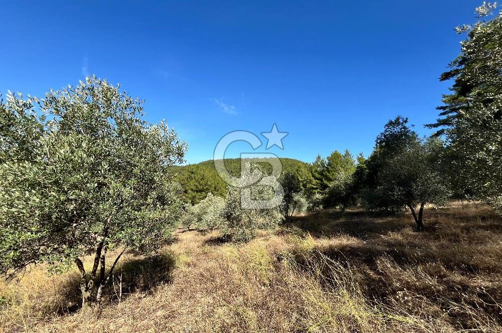 Muğla Menteşe Yeniköy'de Satılık 6.826,96 m² Zeytinlik İçeren Tarla | Asarcık Mevkii