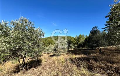 Muğla Menteşe Yeniköy'de Satılık 6.826,96 m² Zeytinlik İçeren Tarla | Asarcık Mevkii