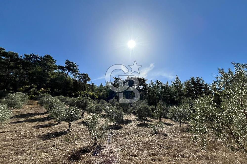 Muğla Menteşe Yeniköy'de Satılık 6.826,96 m² Zeytinlik İçeren Tarla | Asarcık Mevkii