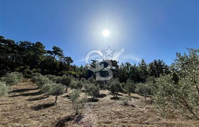 Muğla Menteşe Yeniköy'de Satılık 6.826,96 m² Zeytinlik İçeren Tarla | Asarcık Mevkii