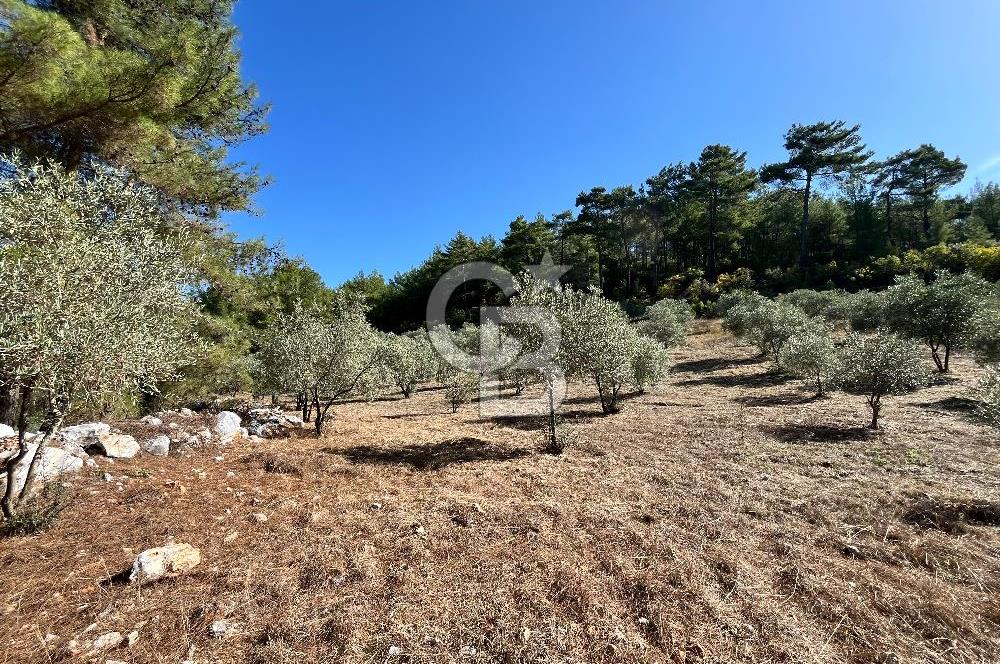 Muğla Menteşe Yeniköy'de Satılık 6.826,96 m² Zeytinlik İçeren Tarla | Asarcık Mevkii
