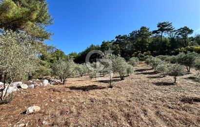 Muğla Menteşe Yeniköy'de Satılık 6.826,96 m² Zeytinlik İçeren Tarla | Asarcık Mevkii