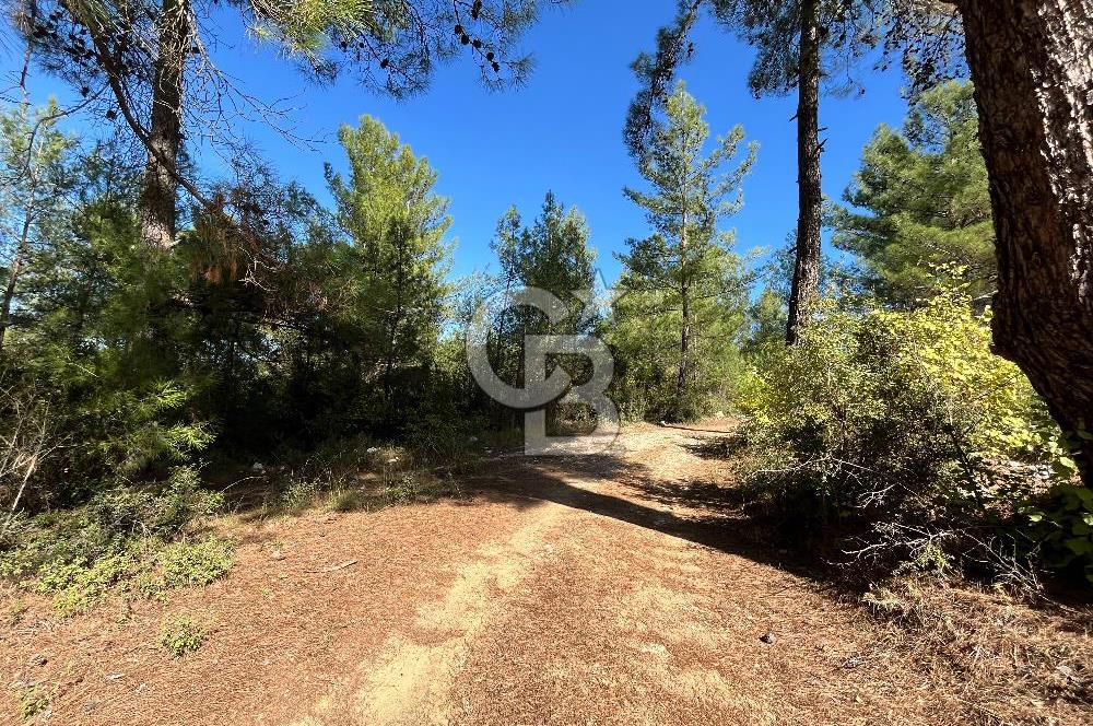 Muğla Menteşe Yeniköy'de Satılık 6.826,96 m² Zeytinlik İçeren Tarla | Asarcık Mevkii